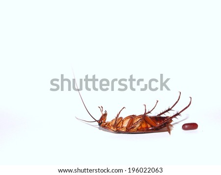 Close up photo of cockroach show the whole body with cockroach egg on isolated white background