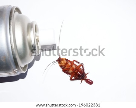 Close up photo of cockroach show the whole body with cockroach egg with insect killer spray action on isolated white background