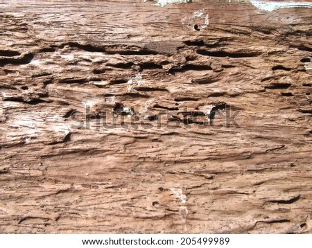 Wood damaged broken and after termite bite for a long time that show the texture and uniqueness appearance