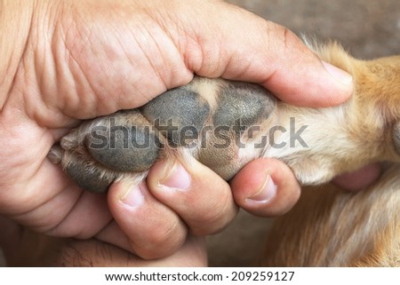 Dog front  leg in action of hand up to shake hand with man hand  the scene present the external surface of metatarsal in dark brown color also.