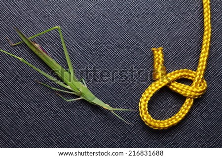 Gold color rope cable with green color grasshopper  put on the black color artificial leather background.