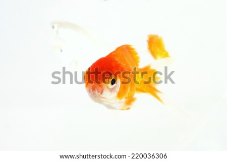 Gold  fish in small fish tank in swimming action among  few small fish together  in clear fresh water.