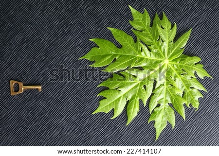 A small golden chrome color key put on the papaya leaf represent the abstract meaning.