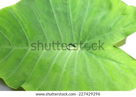 Caladium leaf in green color with clear round water drop close up photos represent the natural leaf texture background