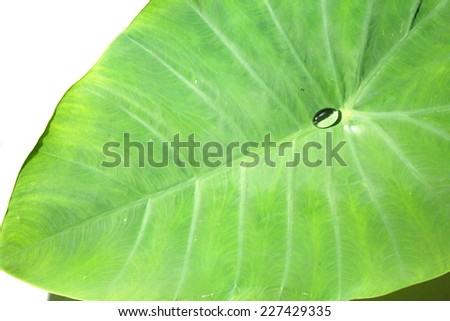 Caladium leaf in green color with clear round water drop close up photos represent the natural leaf texture background