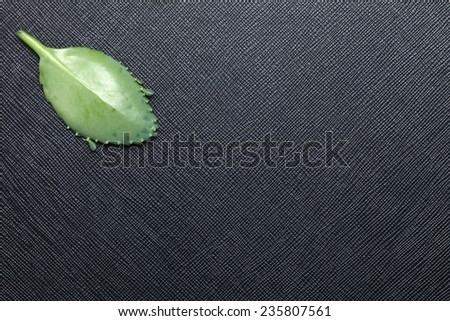 Air plant life plant leaf green color put on the black color leather surface background  represent the special air root plant.