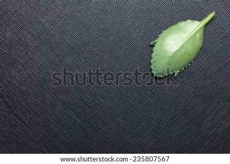 Air plant life plant leaf green color put on the black color leather surface background  represent the special air root plant.