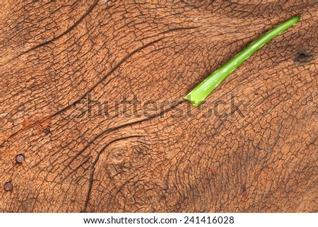 Aloe Vera put on the hard wood brown color surface background represent the herb and healthcare related.