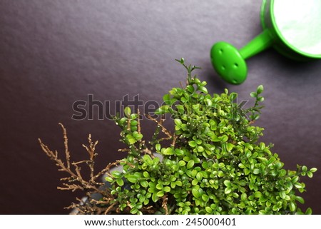 A small tree with small  green leaf in the scene appear the watering pot also represent the decoration houseplant.