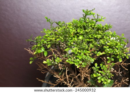 A small tree with small  green leaf  represent the decoration houseplant.