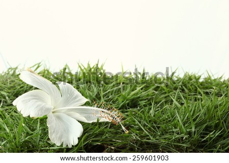 The white color of Hawaiian hibiscus or china rose flower put on the green color grass represent the tropical flower.