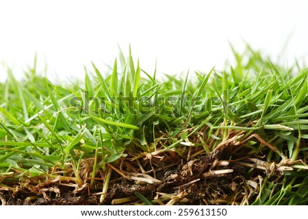 Grass Zoysia matrella is a kind of grass in the family Gramineae represent the variety of grass family in plant kingdom.