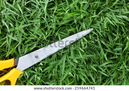 Scissors stainless steel put on grass background represent the cutting tool equipment related.