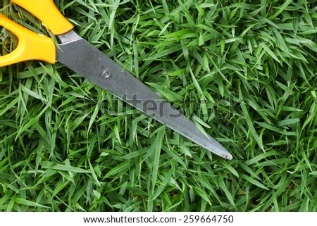 Scissors stainless steel put on grass background represent the cutting tool equipment related.