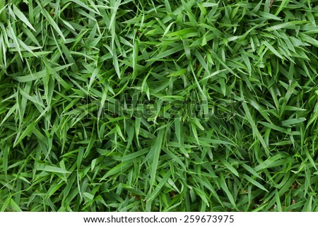 Grass Zoysia matrella is a kind of grass in the family Gramineae represent the variety of grass family in plant kingdom.