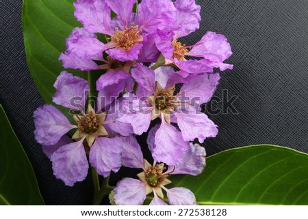 Pride of India , Queen\'s flower or in thai waord in-ta-nin is a kind of big tree name with purple color and lanceolate simple leaf represent  the flower and botanical concept relate idea.