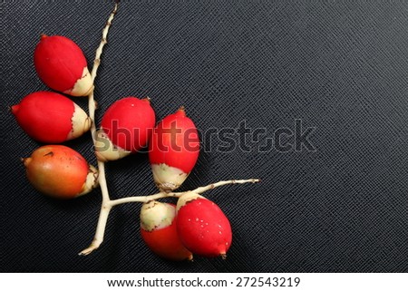 The sealing-wax palm , lipstick palm , raja palm or maharajah palm seed pod red color represent the botanical in tropical zone concept related idea.
