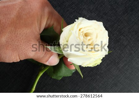 White rose and man hand in action of holding the rose stem represent the flower concept related idea.