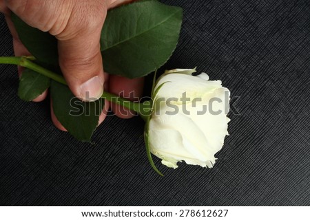 White rose and man hand in action of holding the rose stem represent the flower concept related idea.