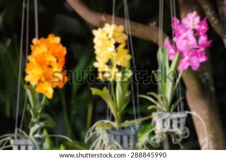 Blurry focus of flower scene among daytime natural light represent the natural concept related idea.