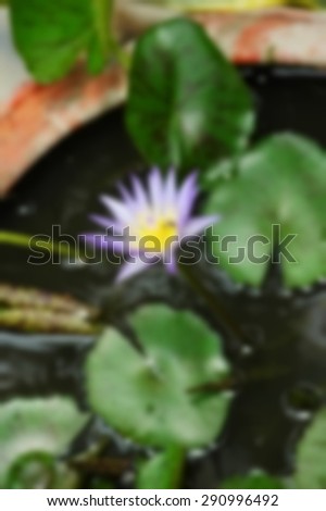 Blurry focus of lotus scene among daytime natural light represent the natural concept related idea.