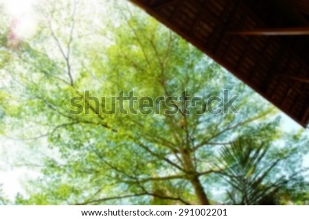 Blurry focus natural and tree scene among daytime natural light represent the natural concept related idea.