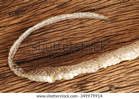 Snake slough put on white background represent the animal and texture surface background concept related idea.