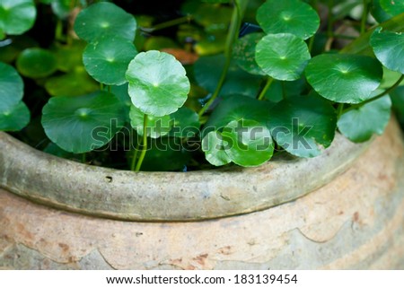 plant growth in the water jar, soft focus