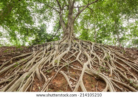 The roots of the banyan tree, which appeared on the ground.
