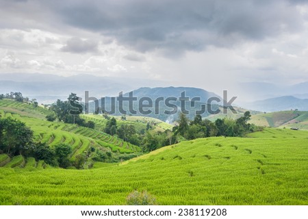 Beautiful green rice field terrace with rain cloud and mountain at Maejam, Chiangmai, Thailand.
