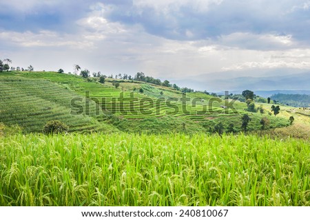 Beautiful green rice field terrace with rain cloud and mountain at Maejam, Chiangmai, Thailand.