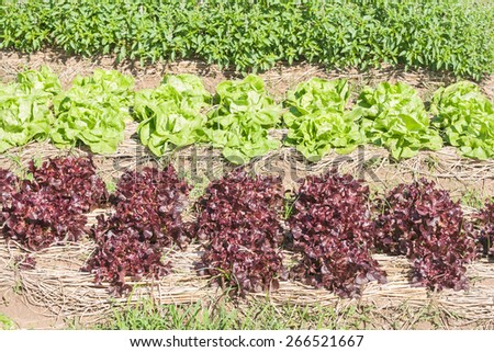 Red lettuce in plots covered with straw and green lettuce background.