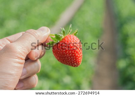 Ripe strawberry in hand with natural background.