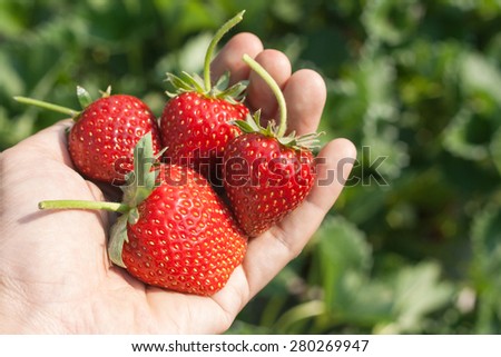 Ripe strawberry in hand with natural background.