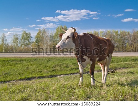 cow portrait over green grass and blue sky landscape