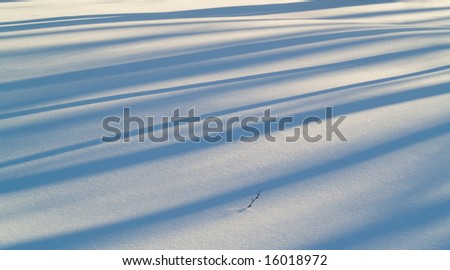 Snow and long blue trees shadows