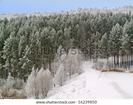 winter landscape with white frost pines on the hills