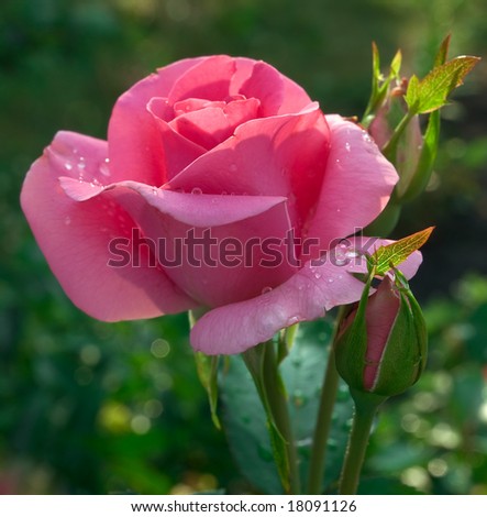 Rose Flowers on Rose Flowers Outdoor Closeup  Shallow Dof Stock Photo 18091126