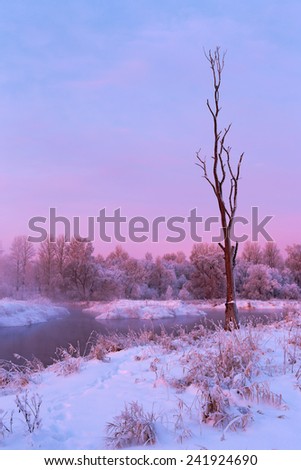 Pink winter dawn in the Moscow region. Frost