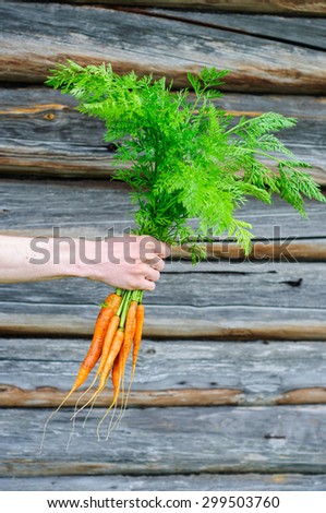 Bunch of fresh washed carrot in man hand