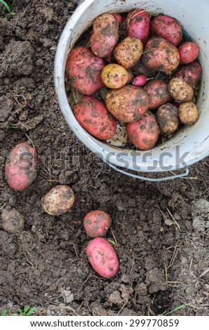 Harvesting of young fresh not washed potatoes with plastic bucket
