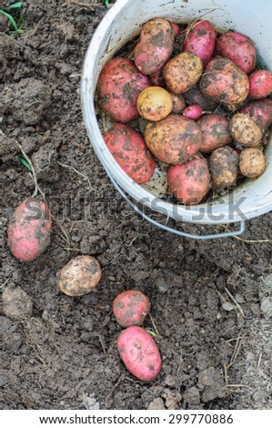 Harvesting of young fresh not washed potatoes with plastic bucket