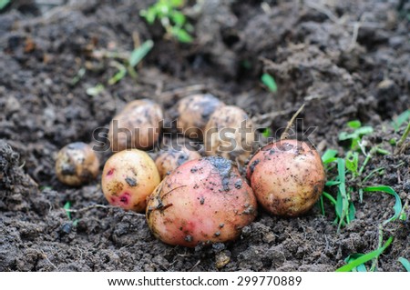 Harvesting of young fresh not washed potatoes