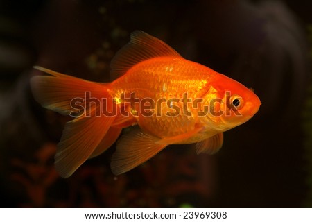 Gold small fish in an aquarium
