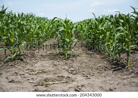Green corn growing in the wide field