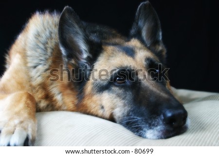 Resting dog