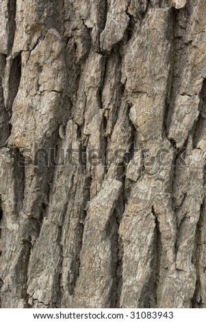 Texture of wood. Close up picture of a tree. Picture taken in Berlin