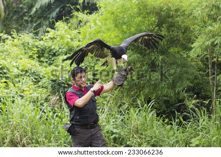 Jurong Bird Park, Singapore - SEP 14 : Heat of the hunt at Jurong Bird Park's Kings of the Skies show that leave you in awe and amazement on September 14, 2014 in Singapore.