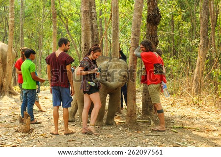 CHIANG MAI, THAILAND - MARCH 16 : People can experience the lifestyle of elephants in their natural habitat  (no hook, no chain, no riding) on MARCH 16, 2015 in Chiang Mai, Thailand.