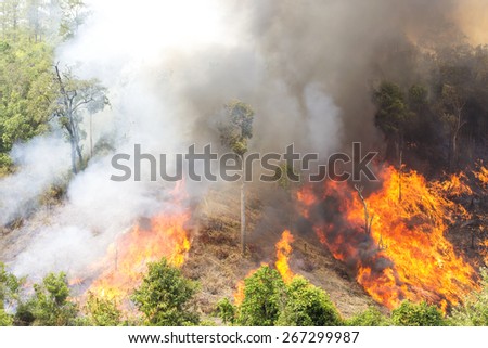 Environment pollution forest fire.